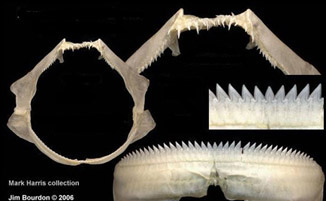 Zameus squamulosus_06.jpg